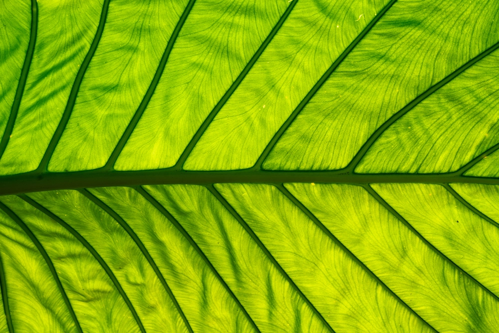 Gros plan sur les nervures d'une feuille